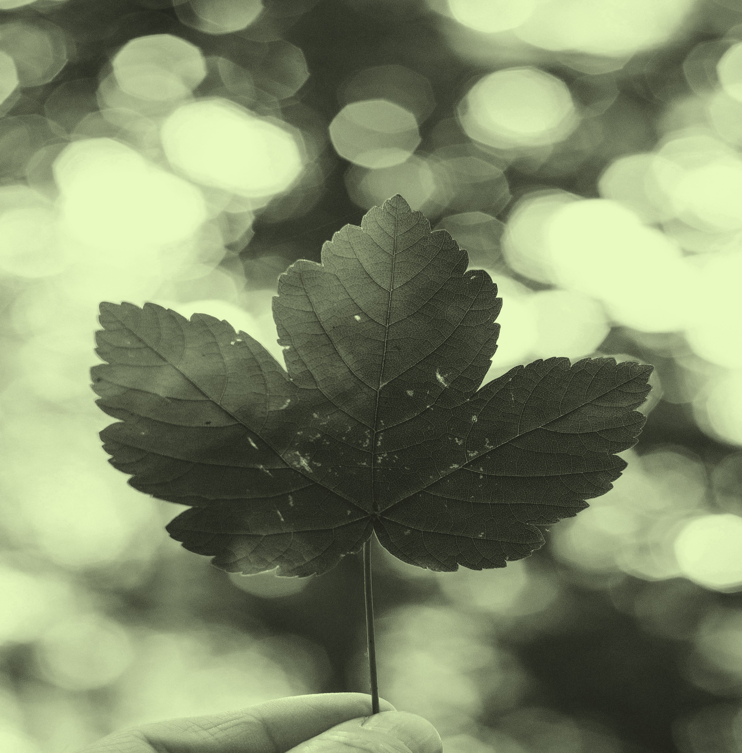  a single leaf being held